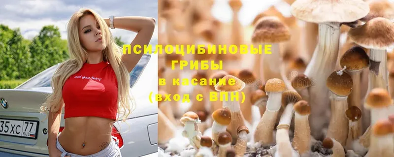 дарк нет официальный сайт  Нерюнгри  Галлюциногенные грибы Psilocybe 